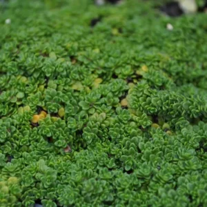Elfin Thyme Plant - Thymus minus - Live Plant - 3