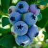 Elliott Blueberry Plant Live - Sweet Blueberry Bush 4 to 6 Inch - Garden and Patio Plant