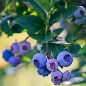 Elliott Blueberry Plant Live - Sweet Blueberry Bush 4 to 6 Inch - Garden and Patio Plant