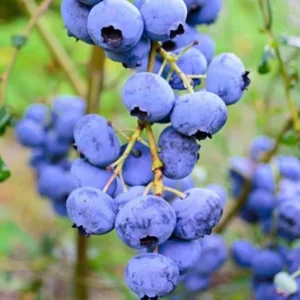 Elliott Blueberry Plant Live - Sweet Blueberry Bush 4 to 6 Inch - Garden and Patio Plant