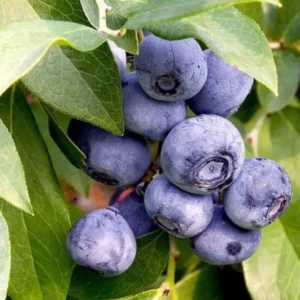 Elliott Blueberry Plant Live - Sweet Blueberry Bush 4 to 6 Inch - Garden and Patio Plant