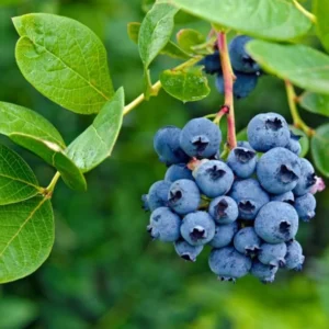 Elliott Blueberry Plant Live - Sweet Blueberry Bush 4 to 6 Inch - Garden and Patio Plant