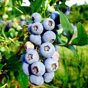 Elliott Blueberry Plant Live - Sweet Blueberry Bush 4 to 6 Inch - Garden and Patio Plant