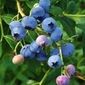 Elliott Blueberry Plant Live - Sweet Blueberry Bush 4 to 6 Inch - Garden and Patio Plant