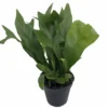 Emerald Green Flame Fern - 4 Inch Potted Microsorum - Indoor Plant