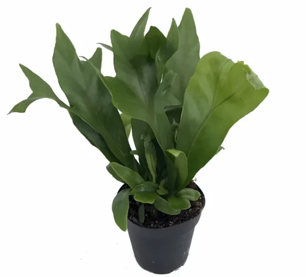 Emerald Green Flame Fern - 4 Inch Potted Microsorum - Indoor Plant