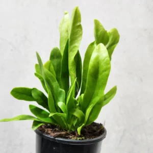 Emerald Green Flame Fern - 4 Inch Potted Microsorum - Indoor Plant