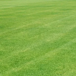 Emerald Zoysia Grass Seeds - 2000 Zoysia japonica Seeds - Premium Lawn Turf