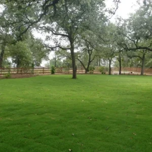 Emerald Zoysia Grass Seeds - 2000 Zoysia japonica Seeds - Premium Lawn Turf