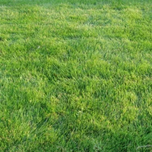 Emerald Zoysia Grass Seeds - 2000 Zoysia japonica Seeds - Premium Lawn Turf