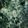 Eucalyptus Silver Dollar Plant - Pulverulenta - 6-inch Pot - 1 to 2 Feet Tall