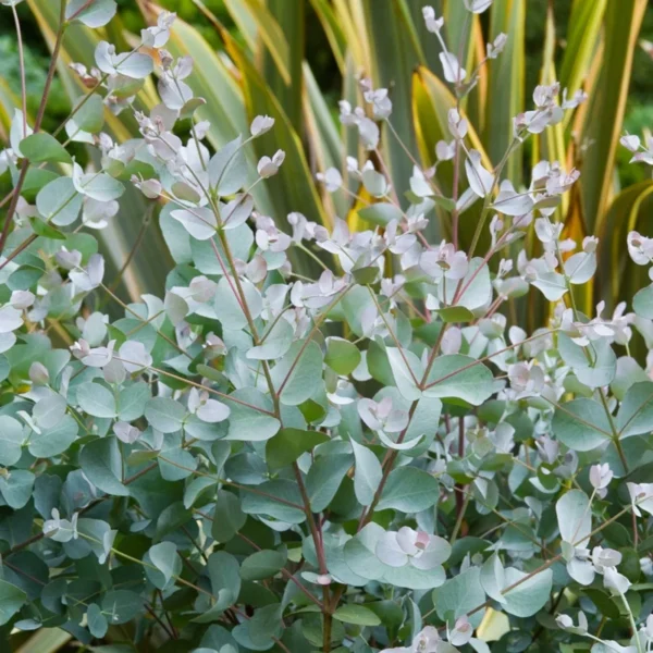 Eucalyptus Silver Dollar Plant - Pulverulenta - 6-inch Pot - 1 to 2 Feet Tall