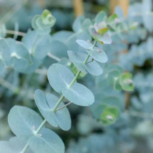 Eucalyptus Silver Dollar Plant - Pulverulenta - 6-inch Pot - 1 to 2 Feet Tall