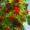 European Mountain Ash Tree 3-Pack - Sorbus aucuparia - Ornamental Shade Tree - NOT SHIP AK, HI