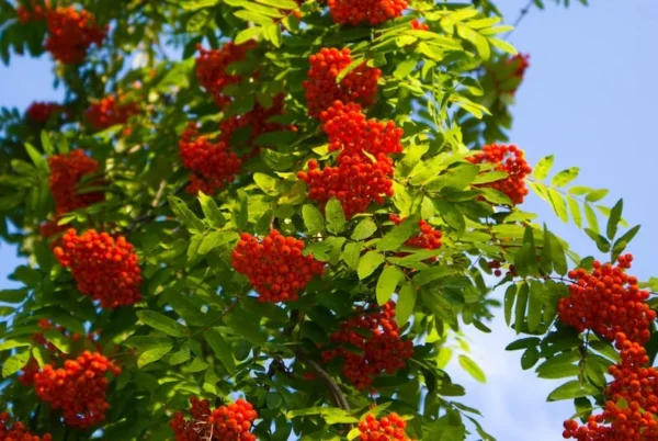European Mountain Ash Tree 3-Pack - Sorbus aucuparia - Ornamental Shade Tree - NOT SHIP AK, HI