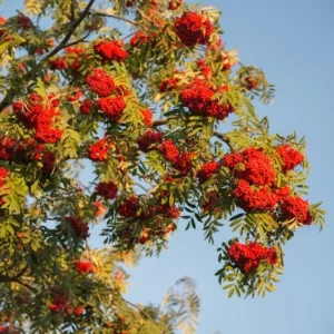 European Mountain Ash Tree 3-Pack - Sorbus aucuparia - Ornamental Shade Tree - NOT SHIP AK, HI