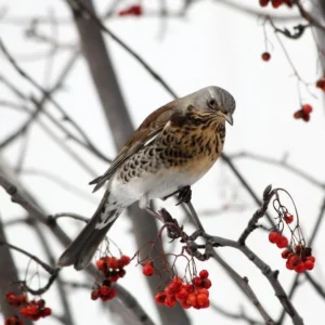 European Mountain Ash Tree 3-Pack - Sorbus aucuparia - Ornamental Shade Tree - NOT SHIP AK, HI