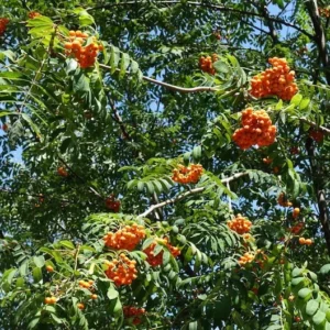 European Mountain Ash Tree 3-Pack - Sorbus aucuparia - Ornamental Shade Tree - NOT SHIP AK, HI