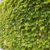 Fenway Park Golden Boston Ivy Plant - 2.5 inch Pot - Parthenocissus Vine