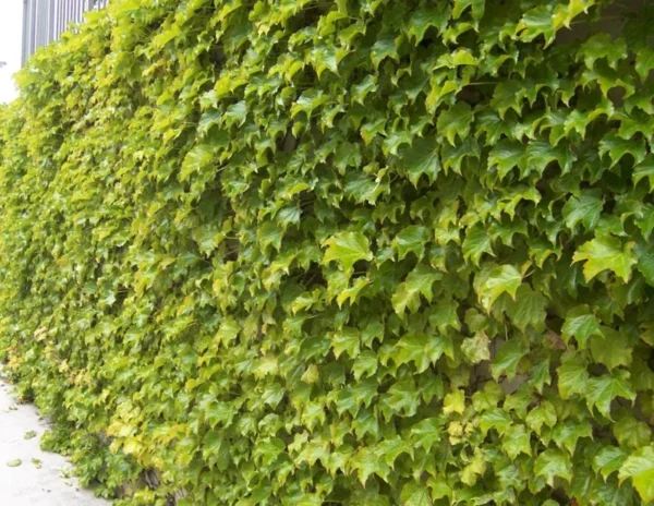 Fenway Park Golden Boston Ivy Plant - 2.5 inch Pot - Parthenocissus Vine