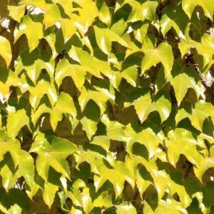 Fenway Park Golden Boston Ivy Plant - 2.5 inch Pot - Parthenocissus Vine