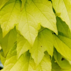 Fenway Park Golden Boston Ivy Plant - 2.5 inch Pot - Parthenocissus Vine