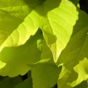 Fenway Park Golden Boston Ivy Plant - 2.5 inch Pot - Parthenocissus Vine