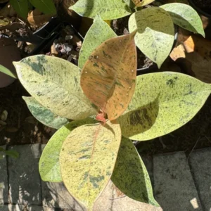 Ficus Shiveriana Moonshine Houseplant Exotic Indoor Plant