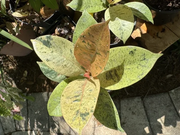 Ficus Shiveriana Moonshine Houseplant Exotic Indoor Plant