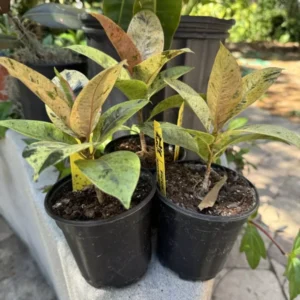 Ficus Shiveriana Moonshine Houseplant Exotic Indoor Plant