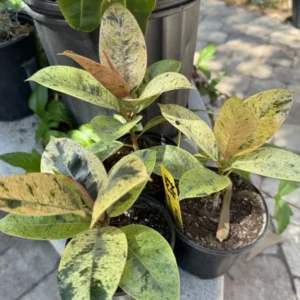 Ficus Shiveriana Moonshine Houseplant Exotic Indoor Plant