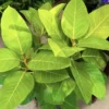 Ficus Yellow Gem - Live Plant - Yellow Foliage - Easy Care
