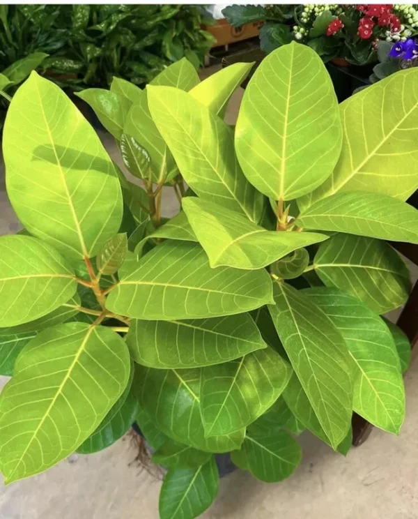 Ficus Yellow Gem - Live Plant - Yellow Foliage - Easy Care