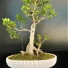 Ficus microcarpa Bonsai Live Plant 12 inch, Chinese Banyan Green Island in 6 inch Pot