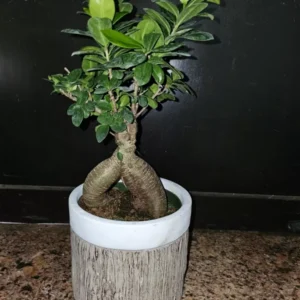 Ficus microcarpa Bonsai Live Plant 12 inch, Chinese Banyan Green Island in 6 inch Pot