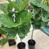 Fiddle Leaf Fig Tree Live Plant 3 Feet Tall Houseplant