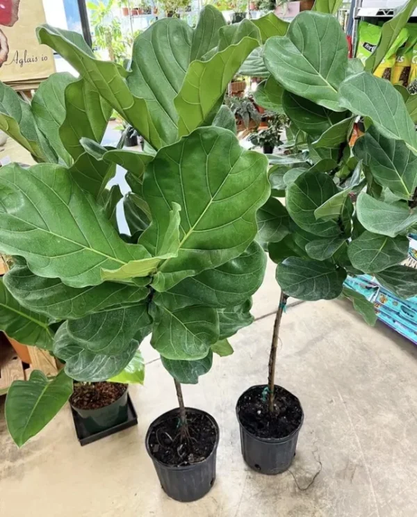 Fiddle Leaf Fig Tree Live Plant 3 Feet Tall Houseplant