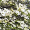 Flowering Dogwood Tree - Cornus Floridus - Landscape Tree - Spring Flowers - Winter Interest