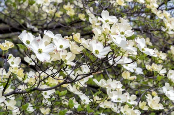 Flowering Dogwood Tree - Cornus Floridus - Landscape Tree - Spring Flowers - Winter Interest