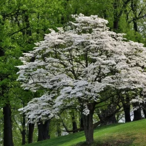 Flowering Dogwood Tree - Cornus Floridus - Landscape Tree - Spring Flowers - Winter Interest