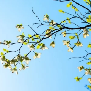 Flowering Dogwood Tree - Cornus Floridus - Landscape Tree - Spring Flowers - Winter Interest