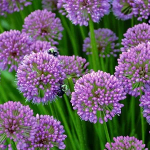 Flowering Onion Perennial Allium - Gallon Pot - Rose Purple Blooms - Garden Plant