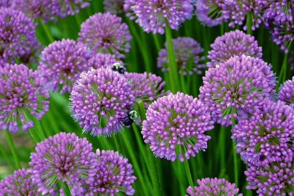 Flowering Onion Perennial Allium - Gallon Pot - Rose Purple Blooms - Garden Plant