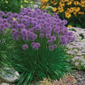 Flowering Onion Perennial Allium - Gallon Pot - Rose Purple Blooms - Garden Plant