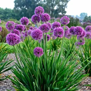 Flowering Onion Perennial Allium - Gallon Pot - Rose Purple Blooms - Garden Plant