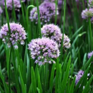 Flowering Onion Perennial Allium - Gallon Pot - Rose Purple Blooms - Garden Plant