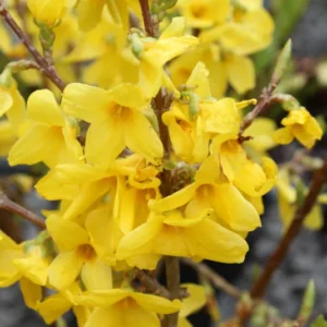 Forsythia Lynwood Gold Shrub - Fast Growing Hedge - 8 to 10