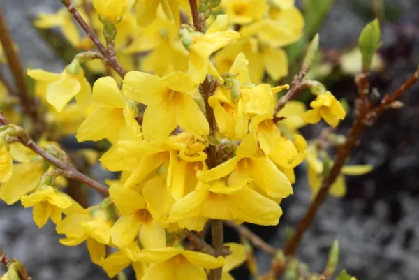 Forsythia Lynwood Gold Shrub - Fast Growing Hedge - 8 to 10" Yellow Blooms - NOT SHIP AK, HI