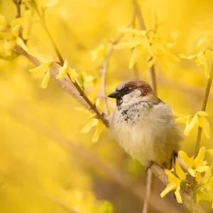 Forsythia Lynwood Gold Shrub - Fast Growing Hedge - 8 to 10" Yellow Blooms - NOT SHIP AK, HI