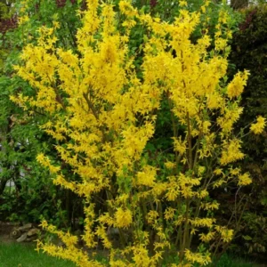 Forsythia Lynwood Gold Shrub - Fast Growing Hedge - 8 to 10